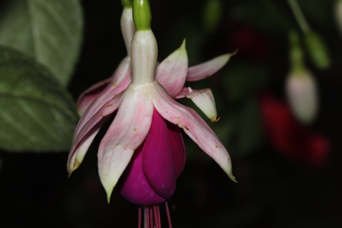 Fuchsia sp.